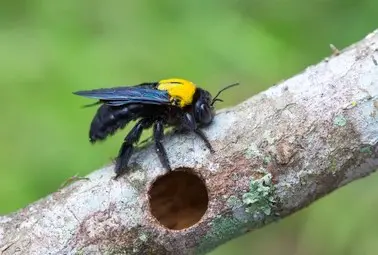 Carpenter Bee