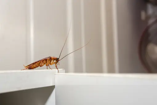 Cockroach in Home