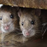 Oh, Rats! Your Rodent Inspection Checklist