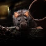 Are Mice and Rats Related?