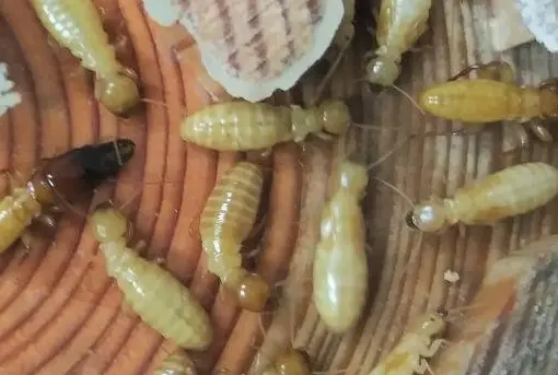 Termite Hive