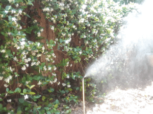 Misting Nozzle treating shrubs