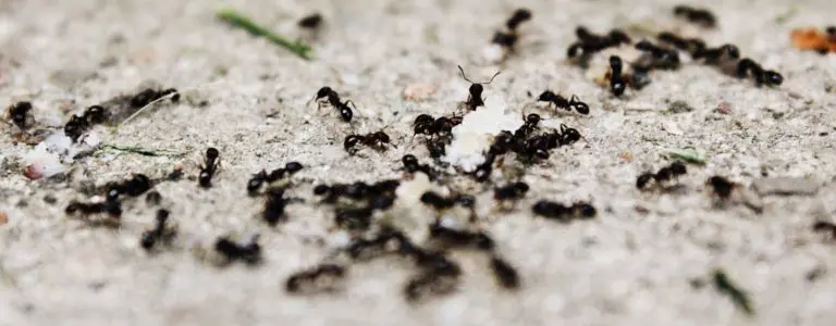 ants in yard