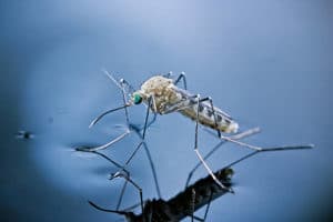 Mosquito on water