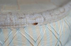 Have Bed Bugs in Houston? Call BUGCO Pest Control