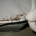 New Way to Find Bed Bugs Before They Multiply