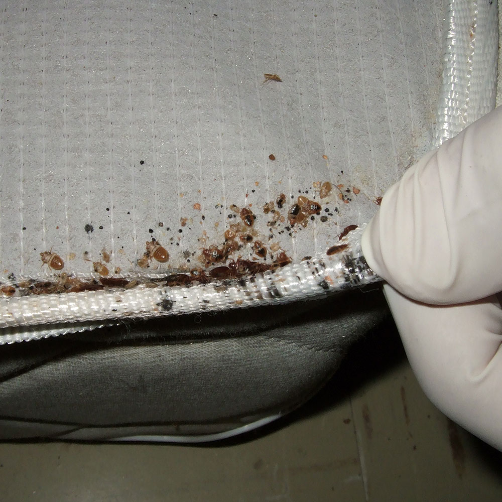 bed bug signs on mattress