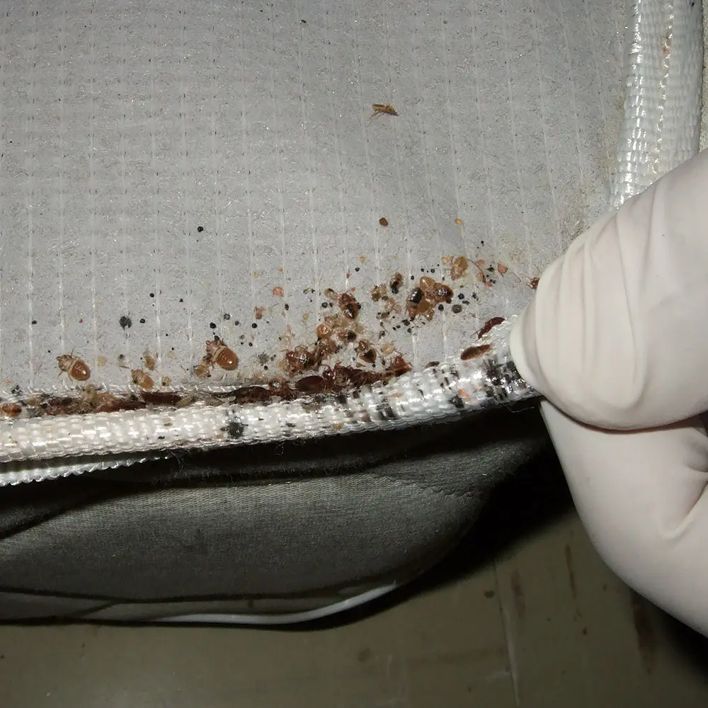 Bed Bugs on Mattress