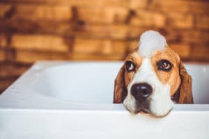 Bathing Dog