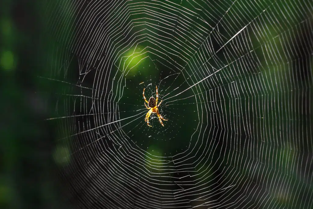 House Spiders In Utah