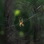 Do Exterminators Get Rid of Spiders?