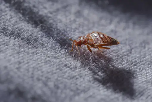 Bed Bug in Carpet