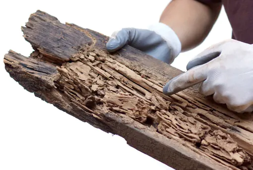 WDI Inspection finds Termite Damage Inside Wood