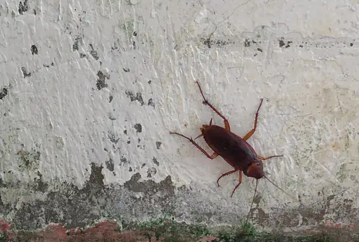 Roach on wall