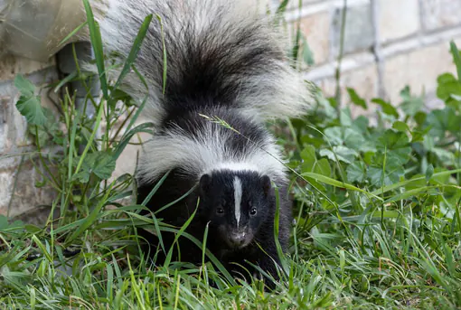 Our Houston Wildlife Removal can remove a Skunk in yard