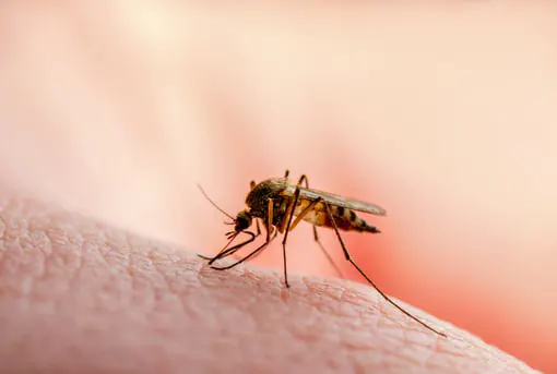 BUGCO's Mosquito Treatment will reduce mosquito bites