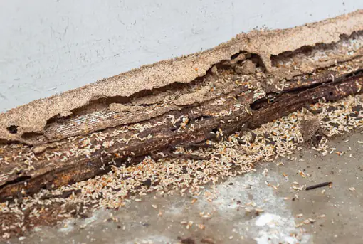 Termite Infestation in Floor Board