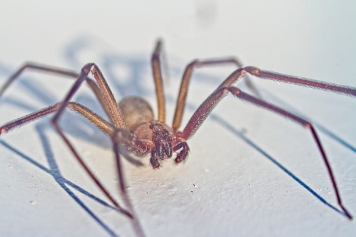 A Few Fun Facts About The Common House Spider In Indianapolis