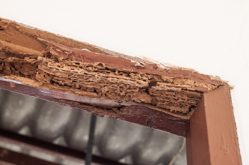 Can Termites Come Back After Treatment