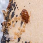How Do Bed Bugs Get In Your Home?