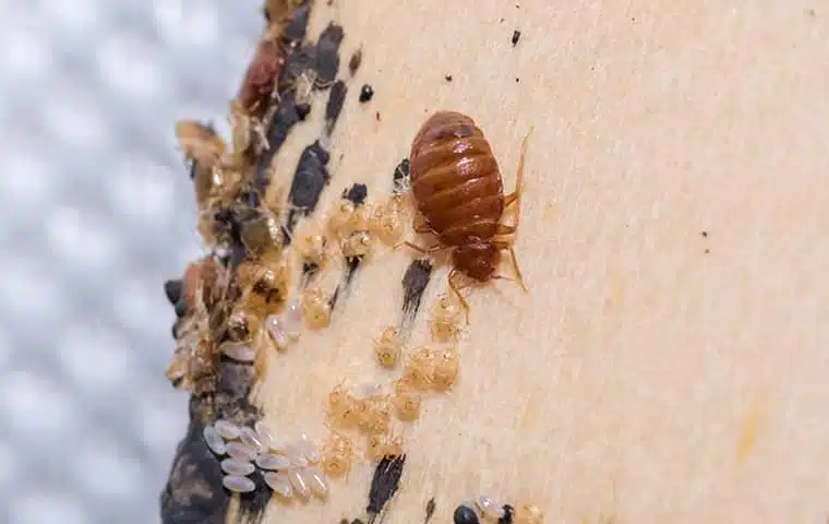 How Do Bed Bugs Get In Your Home