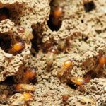 All about Drywood Termites: Nature’s Little Wood-Eaters