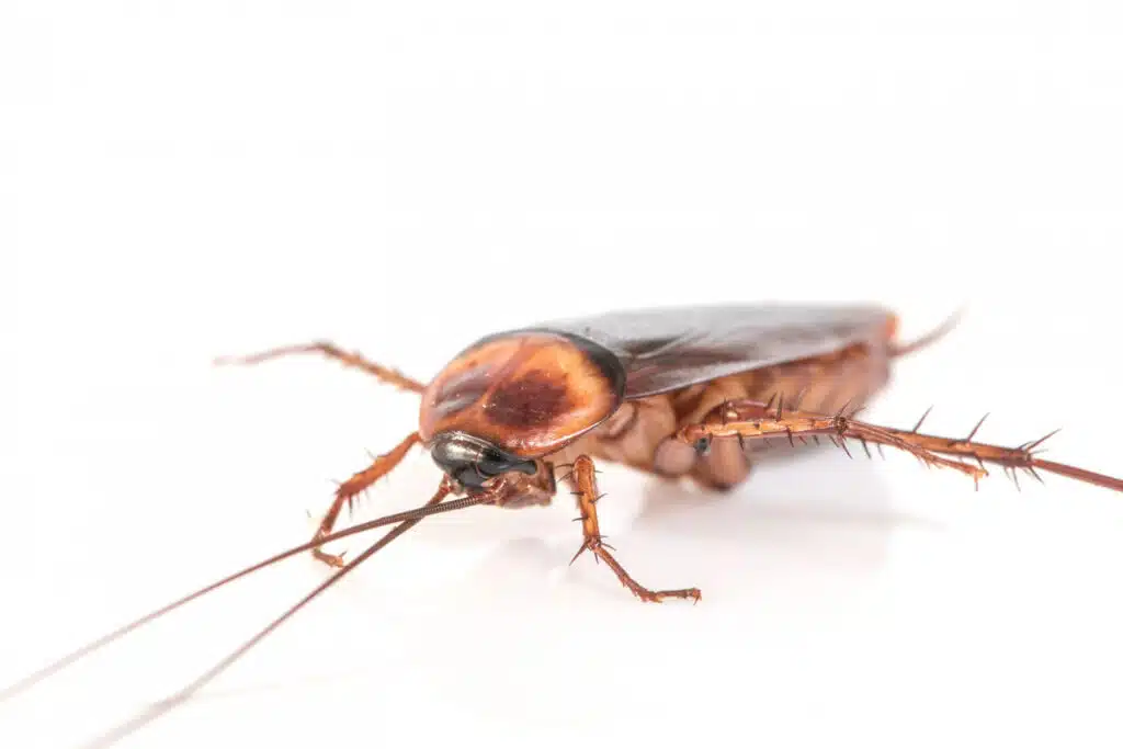 Types of Roaches