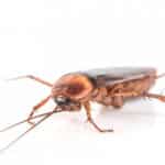 What Are the Different Types of Roaches