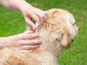 Pet Medications Are Effective in Helping You Get Rid of Fleas