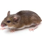 What Are The Main Types of Rodents in Houston