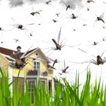 Effective Pest Control After Heavy Texas Rains